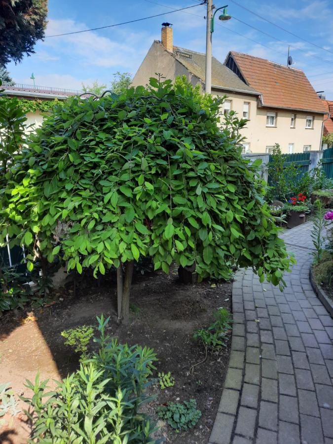 Gaestewohnung Am Thuemmlitzwald Grimma Buitenkant foto